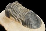 Bargain, Paralejurus Trilobite - Atchana, Morocco #126917-3